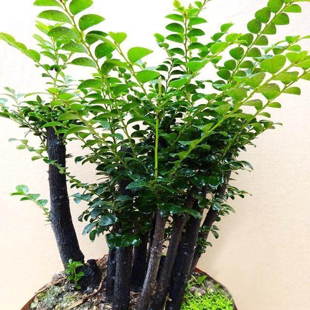 盆栽南洋杉：室内绿植新宠儿