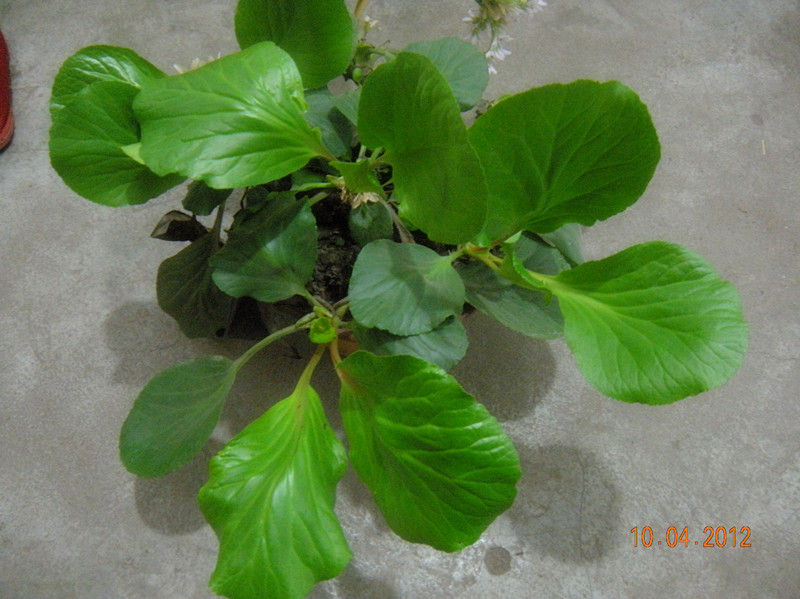 怎样扦插月季 - 植物养殖园丁指南