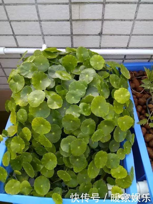 红梅扦插技术：培育繁茂红梅的秘诀