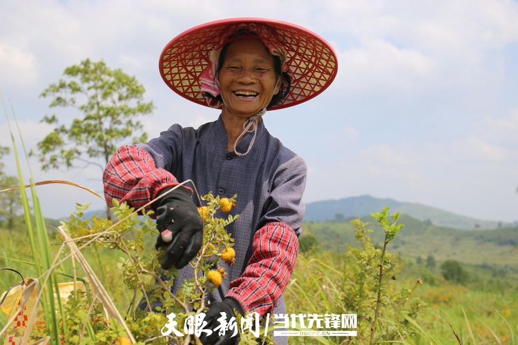 芦荟盆栽移植：掌握技巧，让芦荟茁壮成长