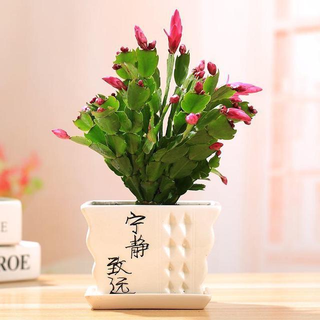 喜强光的盆栽：让你的家居充满生机与活力