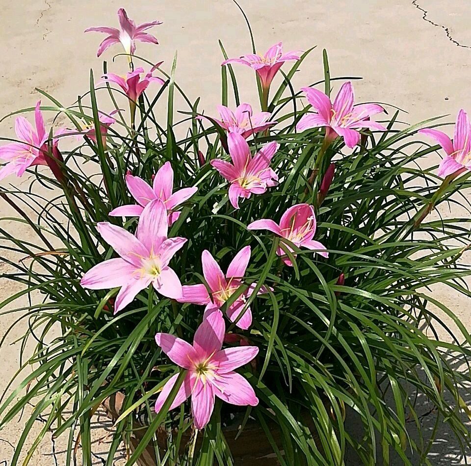 迎春花如何扦插：掌握技巧，轻松繁殖