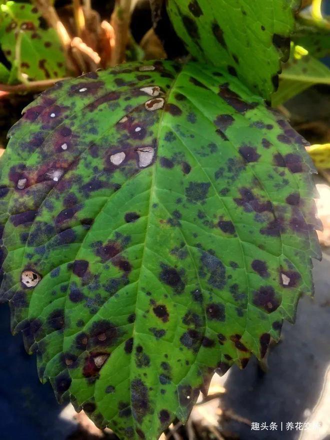 金针菇栽培方法：家庭种植新选择