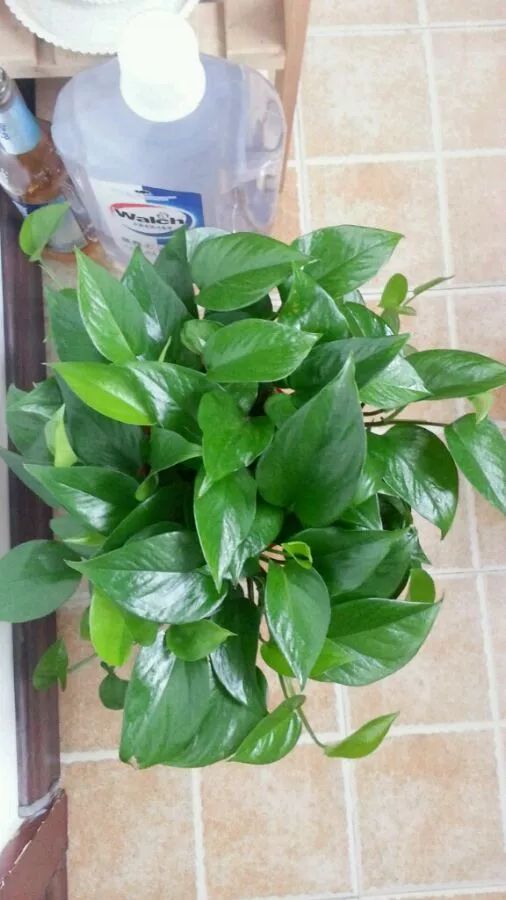 紫荆扦插视频：轻松学会紫荆繁殖技巧