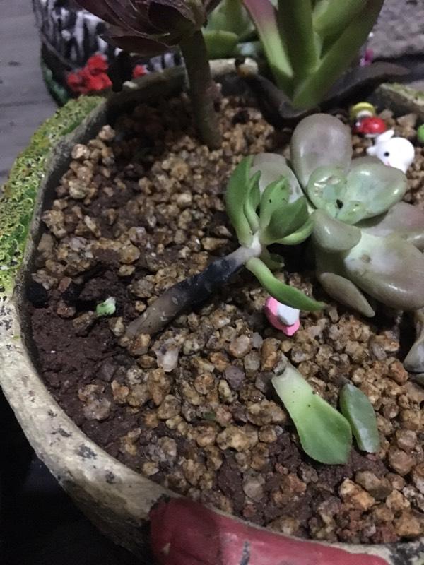 蔷薇的扦插：园艺爱好者的必备指南