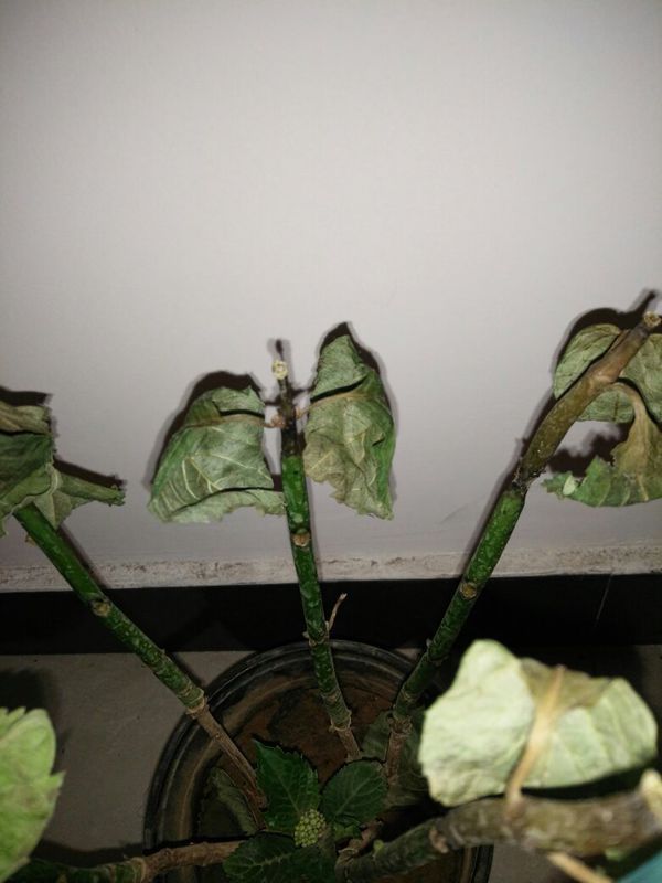 盆栽茉莉发芽了：养护指南与技巧
