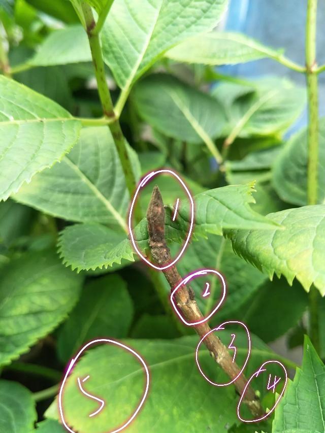 盆栽荸荠怎么种植：家庭园艺新选择