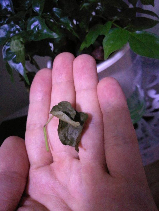 夏堇扦插：繁殖技巧与养护指南
