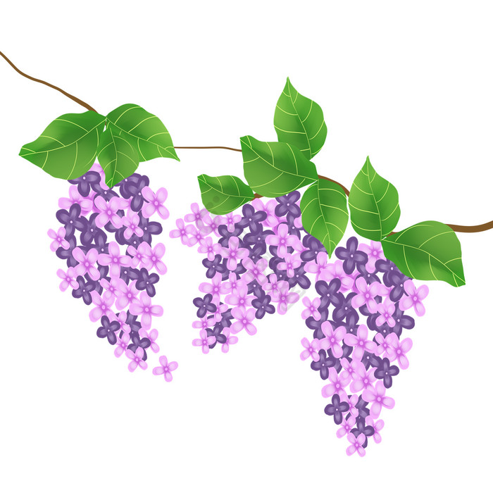 标题：扦插栀子花——掌握技巧，轻松繁殖美丽绿植