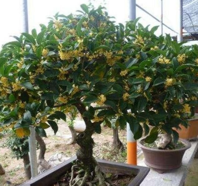 茶花秋天的扦插：掌握技巧，提高成活率