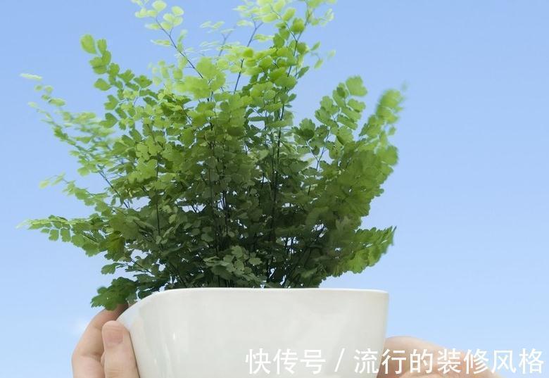 种植番茄的方法：从土壤到收成的全方位指南