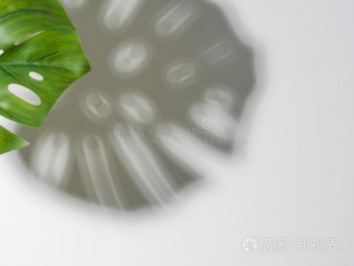 茶花繁殖方法图解：详解家庭繁殖技巧
