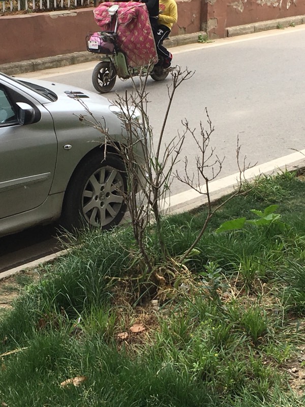 仙人球嫁接方法：打造独特多肉植物景观