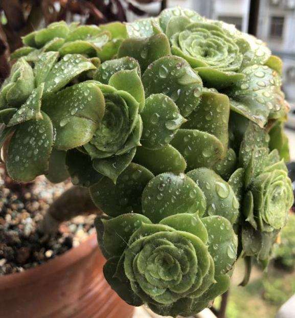 鹅的常见病的治疗方法