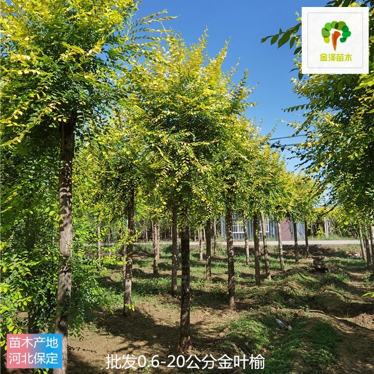 貉子肠炎的治疗方法