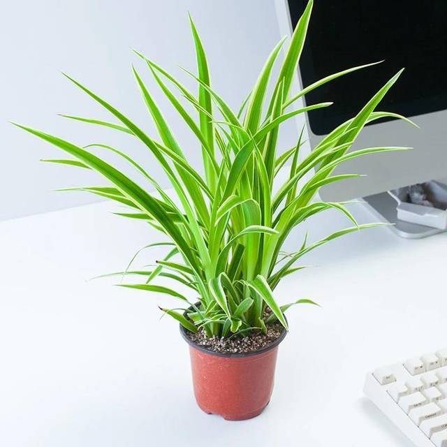 平菇盆栽技术视频：家庭种植新趋势