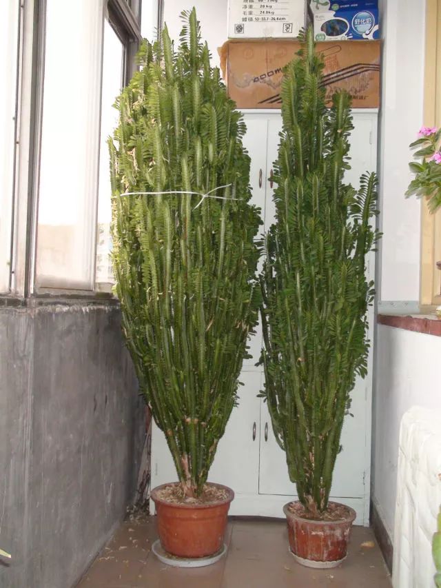 羊螨虫的治疗方法：全面解析与有效对策