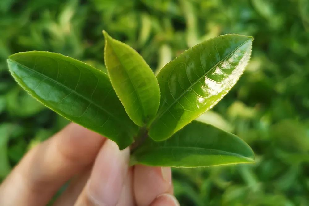 金蝉种植方法：揭开高效益养殖的秘密