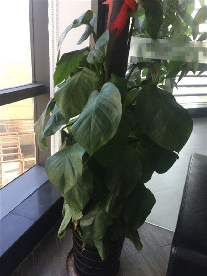 茶花怎么养殖方法：打造家中花海的秘密