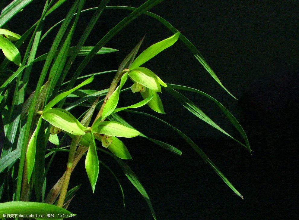 黄豆的种植方法：从选种到收获的全过程指南