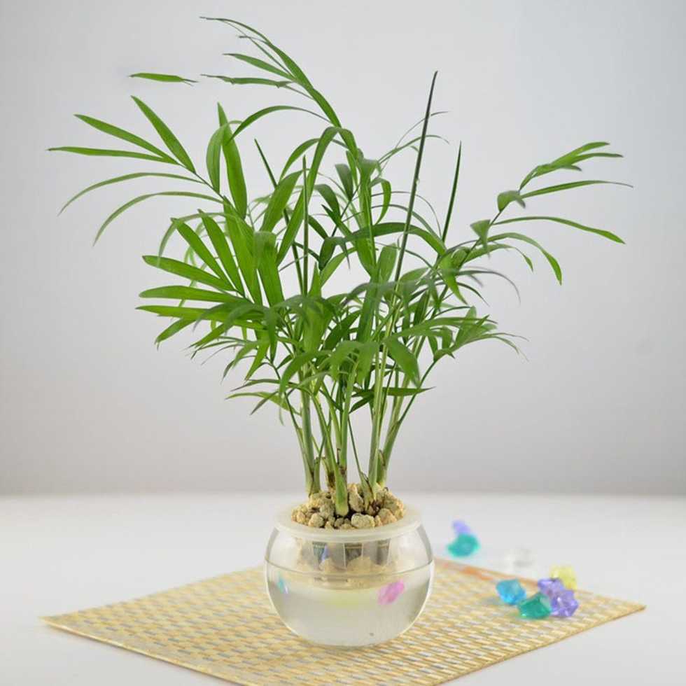 熏衣草如何种植方法