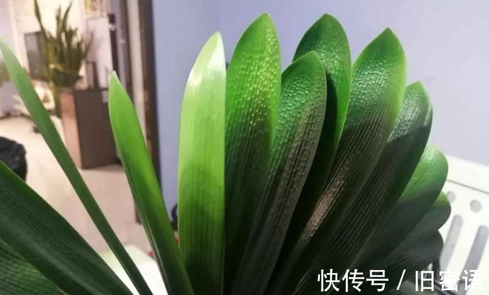 苹果树盆景栽培方法