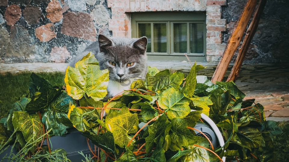 多肉花卉的养殖方法