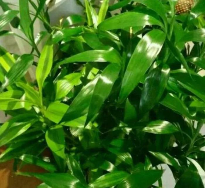 矮牵牛花种子播种方法：家庭园艺新手的必备指南