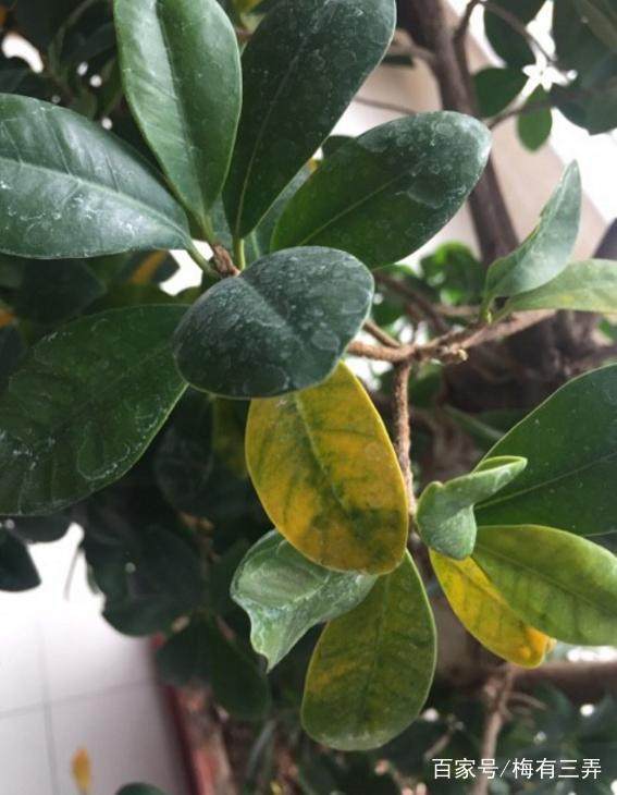 # 盆栽换土的步骤：让你的绿植更健康茁壮