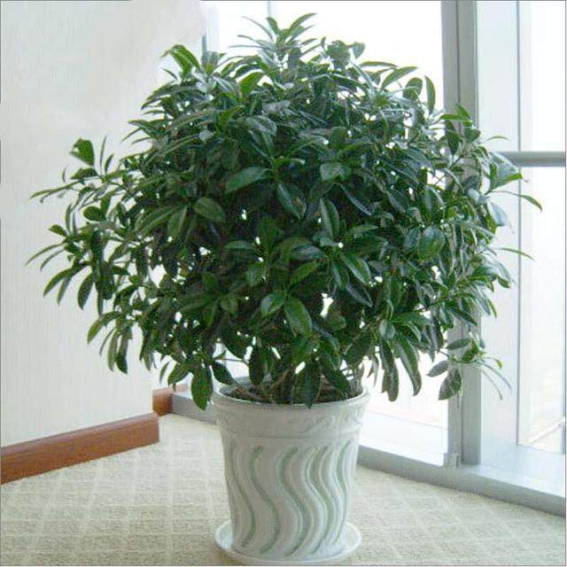 盆栽西番莲技术：种植与养护全攻略