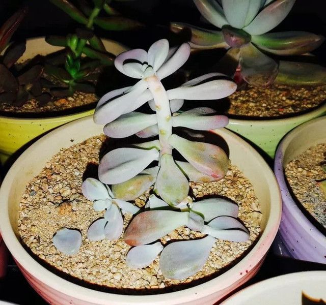 韭菜育苗方法和时间：掌握关键技巧，实现丰收之道