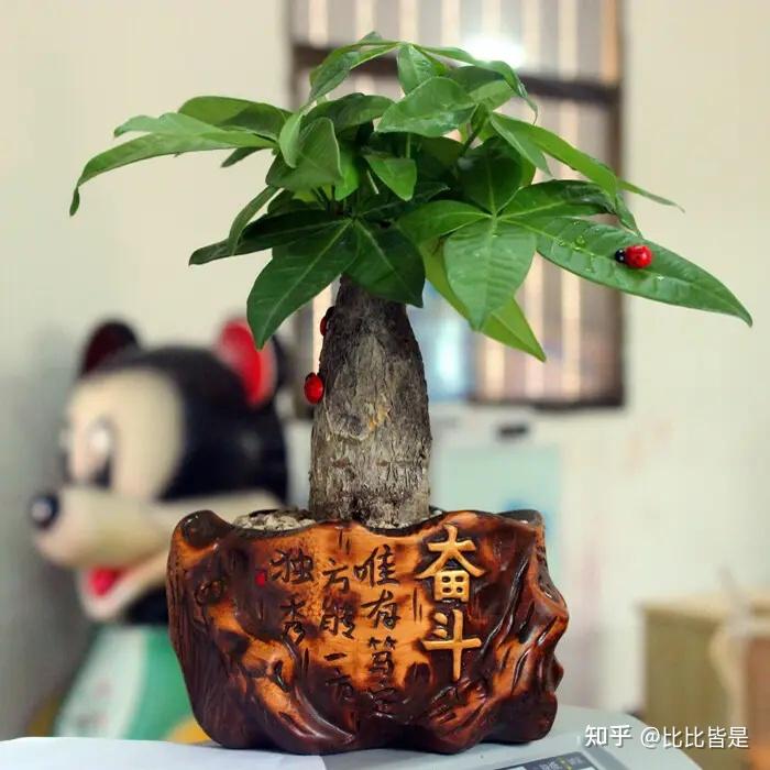 捕鹧鸪方法：掌握技巧，轻松捕捉