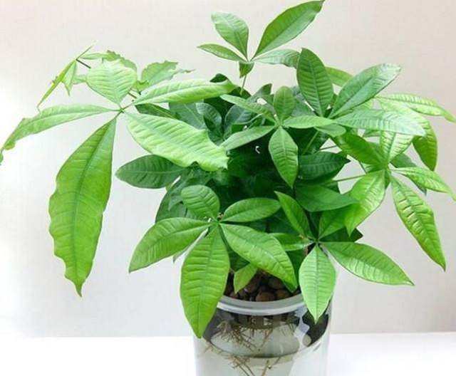韭菜籽的播种方法视频：种植技巧详解