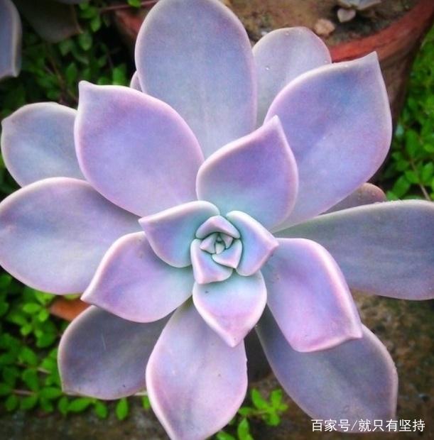 柚子树的嫁接方法视频：掌握关键技术，提高种植效率