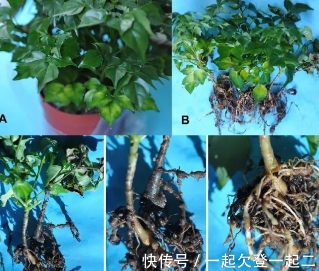 金钱树移栽方法：让您家的绿植茁壮成长