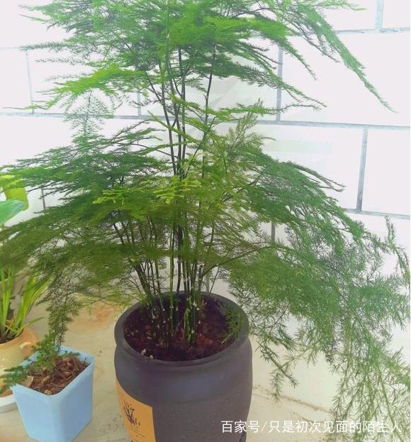 铜钱草养殖方法：打造绿色财富的小秘密