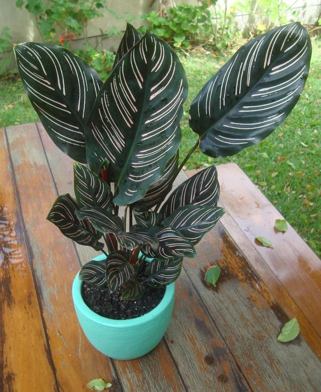 辣椒苗的种植方法