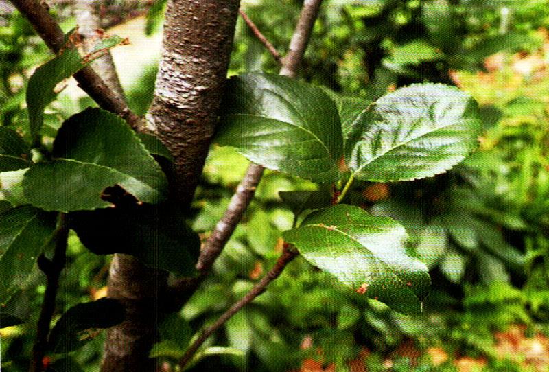 种芋头的方法：详解芋头种植技巧