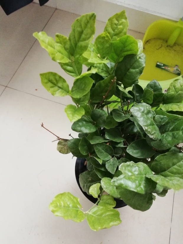 金鱼繁殖方法：揭开金鱼繁衍的奥秘