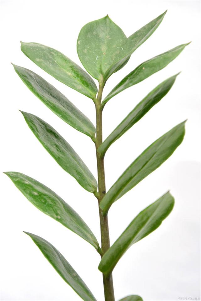 红掌的养殖方法