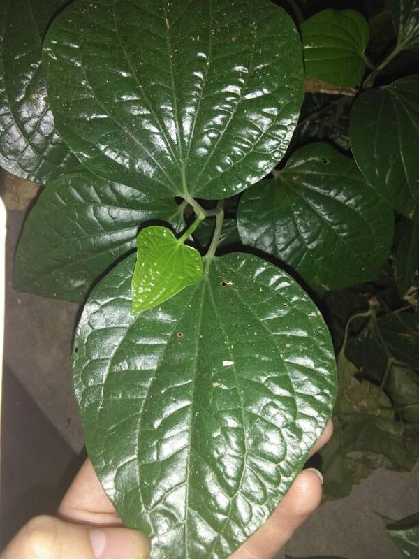 草鱼疫苗制作方法：守护水产养殖的安全