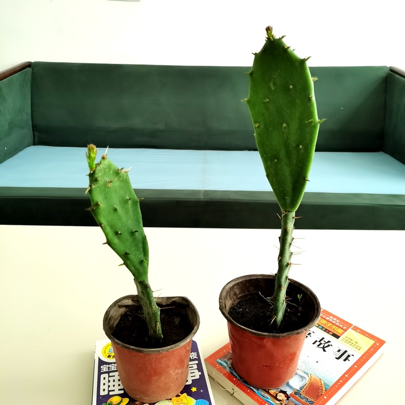 蘑菇的栽培方法：家庭种植的全新体验