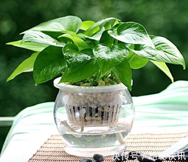 麦冬怎么种植方法：详解麦冬种植技巧与要点