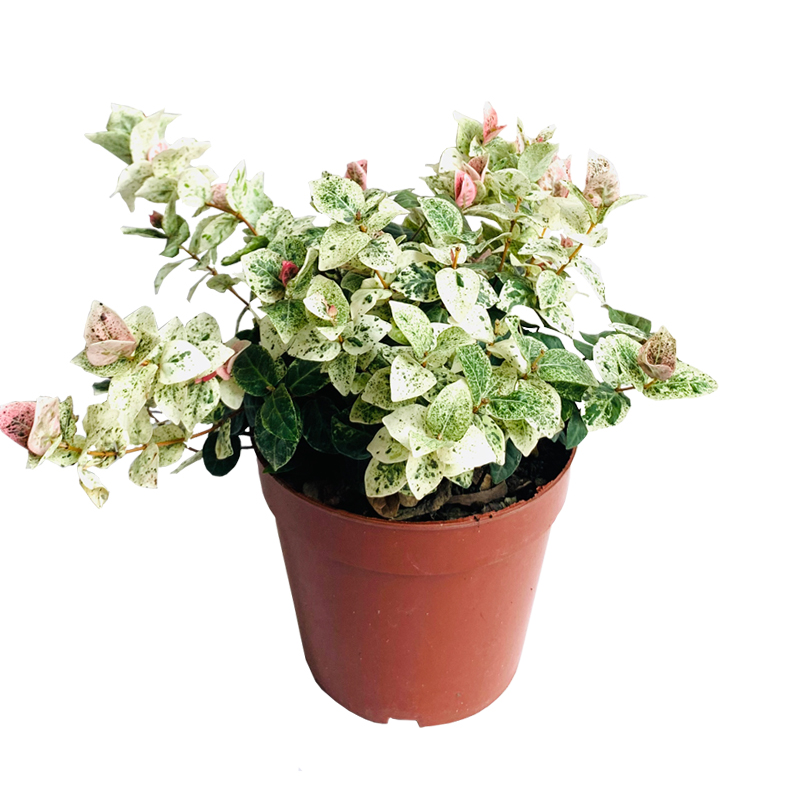 茄子的栽培方法：从种植到收获的全指南