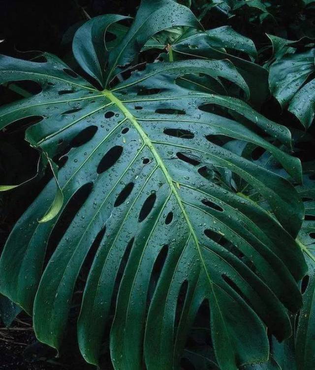 盆栽荷花多长时间发芽？种植指南与养护秘诀