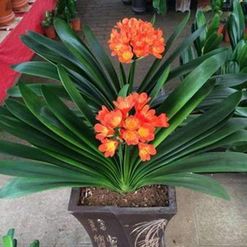 盆栽绿箩：家居养植新宠儿