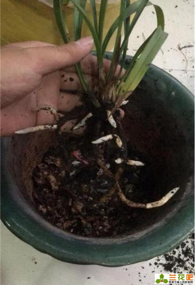 盆栽睡莲要换水吗？你的养护指南