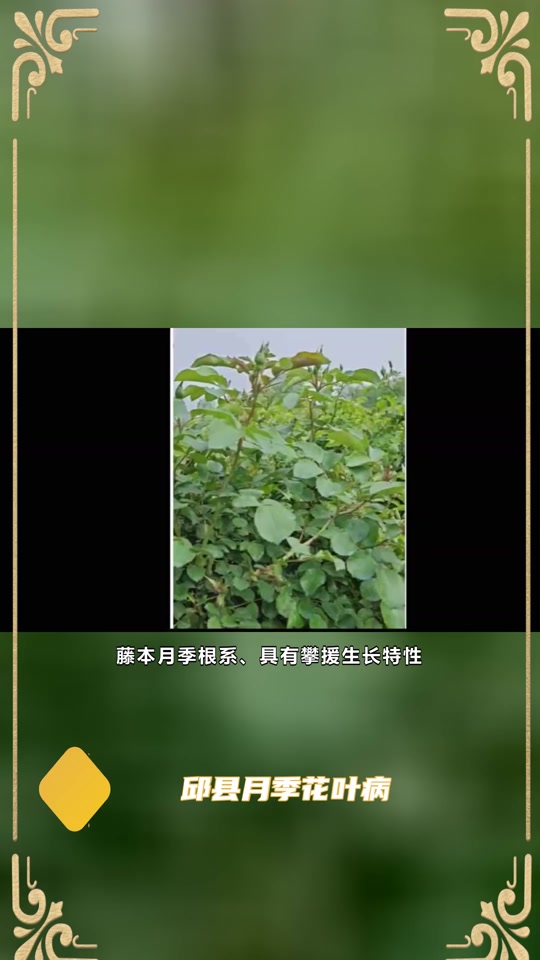 帝王花盆栽：养护指南与艺术之美