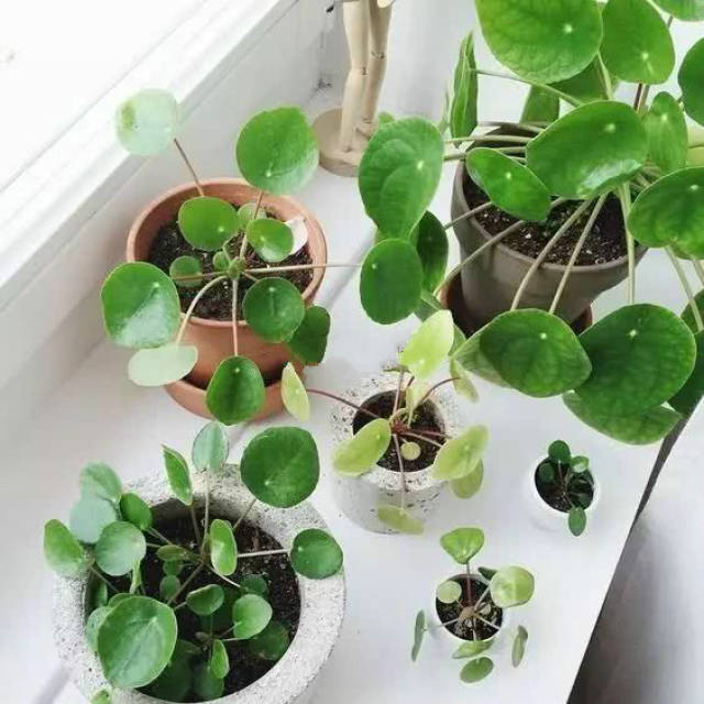 盆栽牡丹的养护