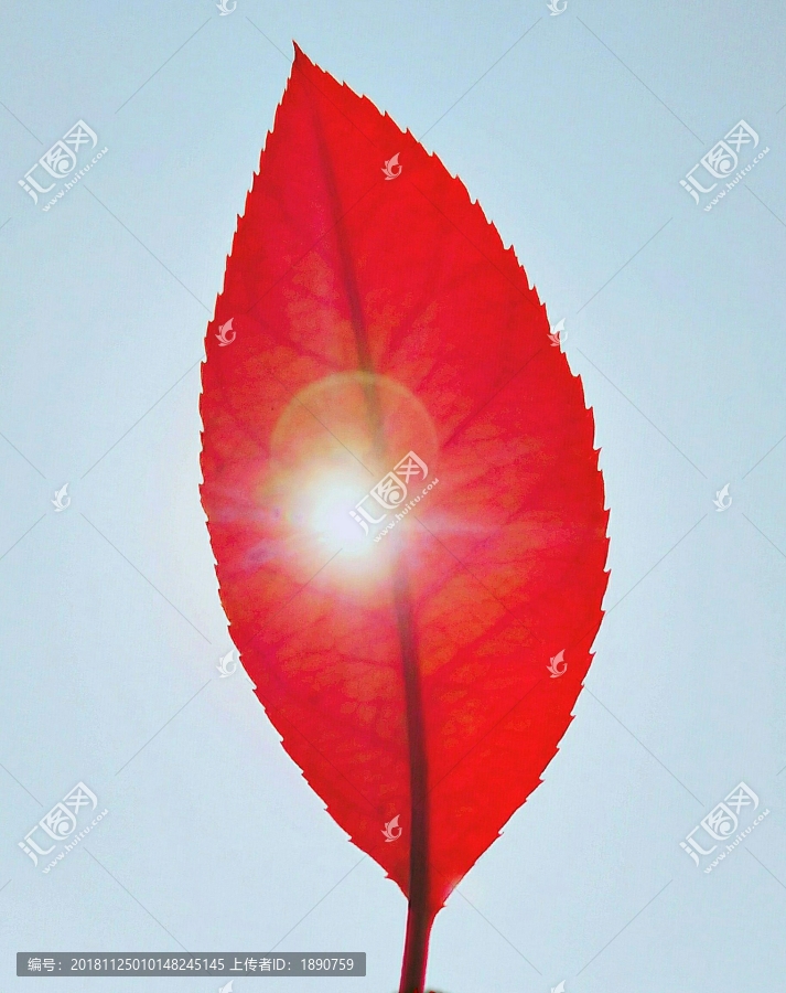 盆栽榕树的养殖方法和注意事项